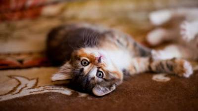 Российские ученые создали вакцину от аллергии на кошек