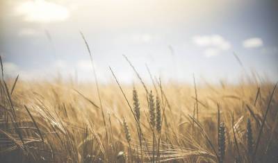 Пошлины на вывоз пшеницы повысятся в России