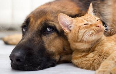 Охраняют дом: кот и пес показали, как работают вместе