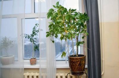«Подружатся» ли комнатные растения с увлажнителем воздуха?