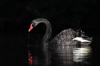 «Черные лебеди» прилетят и в 2021 году, считает глава РФПИ