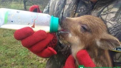 В Кременчугском лесхозе спасли новорожденных диких поросят: подозревают, что мать разорвали шакалы