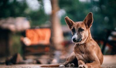 В Башкирии предложили создать заповедник для бездомных собак