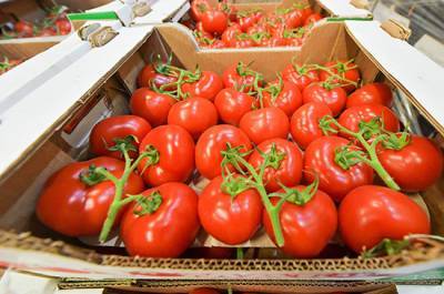 Россия частично снимает запрет на ввоз томатов и перцев из Казахстана