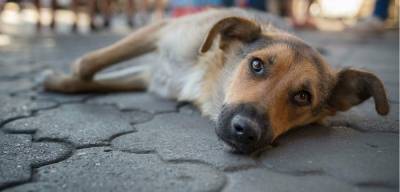 СКР Тамбовской области проведет проверку по жалобам жителей на бродячих собак