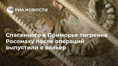 Спасенного в Приморье тигренка Росомаху после операций выпустили в вольер