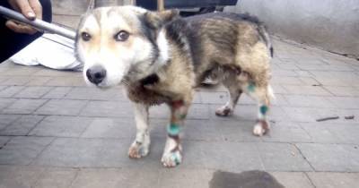 Не живодер: под Хмельницким закрыли уголовное производство относительно чиновника, который волочил собаку за автомобилем