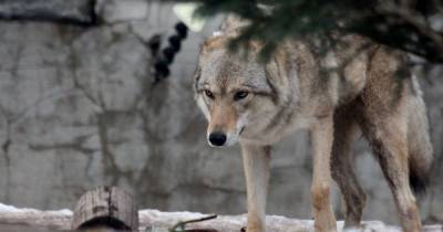 На Закарпатье стая волков нападает на деревню: разорвала уже почти полсотни животных (видео)