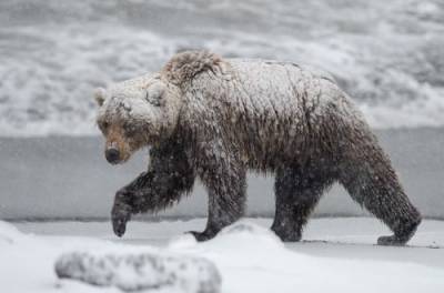 В Карпатах медведь погнался за лыжником на горнолыжном спуске. ВИДЕО