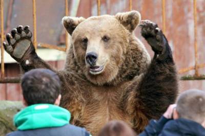 Медведям в США устроили "день рождения": кормили тортом с ложечки и давали кофе - видео