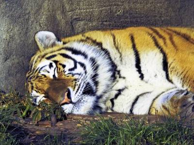 Заболевшую COVID-19 тигрицу усыпили в шведском зоопарке