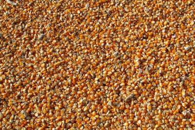 МВД: на Кубани будут судить похитителя кукурузы