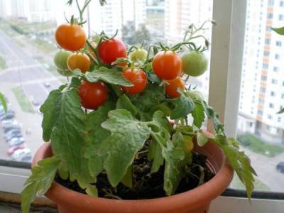 Лучшие сорта томатов для подоконника или балкона (лоджии): топ-17 комнатных помидоров