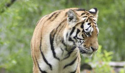 В шведском зоопарке усыпили заболевшую коронавирусом тигрицу