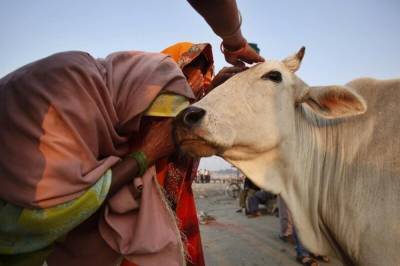 В Индии ввели ежегодный экзамен на знание коров