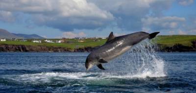 Ирландцы обвинили Путина в пропаже дельфина Фунги из гавани Дингла