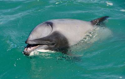 В Ирландии заявили о причастности Путина к пропаже знаменитого дельфина