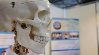 Ученые предложили новый способ регенерации костей