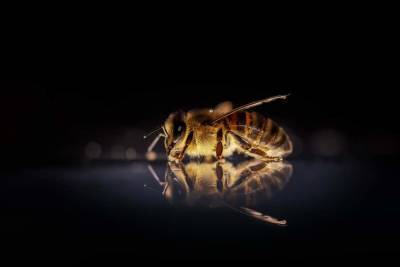 Тысячи пчел облюбовали оставленный на время карантина офис компании из Калифорнии и мира