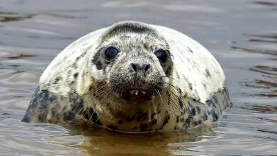 Ученые назвали возможную причину гибели тюленей в Каспийском море