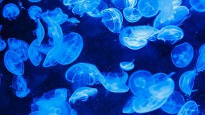 Биолог назвал аномалией видео россиянки со скоплением медуз