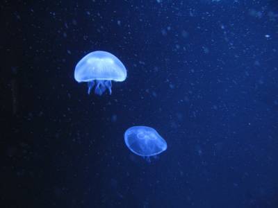 "Роботы-медузы"будут помогать археологам изучать затонувшие корабли