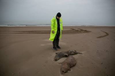 Названа новая возможная причина гибели тюленей в Каспийском море