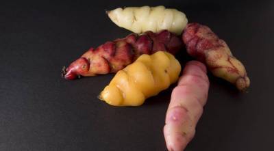 Кислица клубненосная: диковинный овощ индейцев. Как вырастить ее в средней полосе?