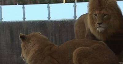 В шведском зоопарке заболевшую коронавирусом тигрицу усыпили