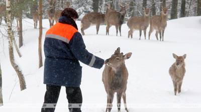 Популяцию благородных оленей увеличивают в Минской области