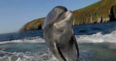 В Ирландии связали пропажу знаменитого дельфина с “русскими и Путиным”