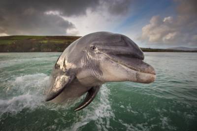 В Ирландии заподозрили Россию в причастности к исчезновению знаменитого дельфина
