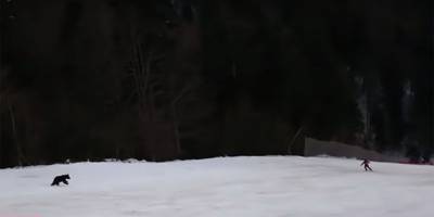 Видеофакт. Медведь погнался за лыжником на горном курорте