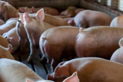 В Псковской области стало на 12% больше свиней