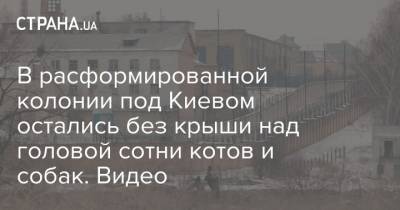 В расформированной колонии под Киевом остались без крыши над головой сотни котов и собак оставили. Видео