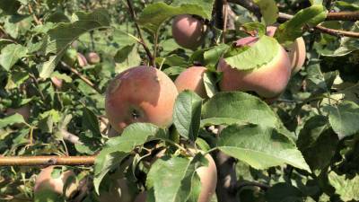 В Японии робота научили собирать яблоки и груши (ВИДЕО)