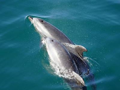 В Ирландии заподозрили Путина в причастности к краже знаменитого дельфина
