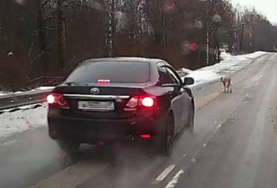 Жителей Выборгского района возмутил водитель, сбивший собаку на трасе