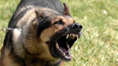 Стая диких собак держит в страхе жителей города в Пензенской области