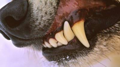 Видео: гигантская крыса устроила смертельную схватку с собакой в Уссурийске
