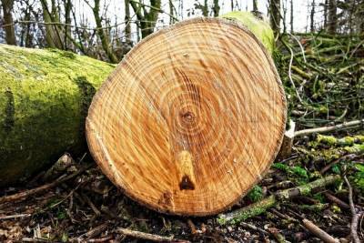 Вальщика леса обвиняют в гибели человека из-за упавшего дерева