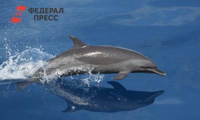 Путина обвинили в пропаже дельфина из Ирландии