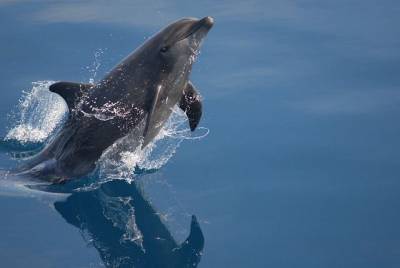 Ирландский политик заявил, что знаменитый дельфин пропал из-за Путина