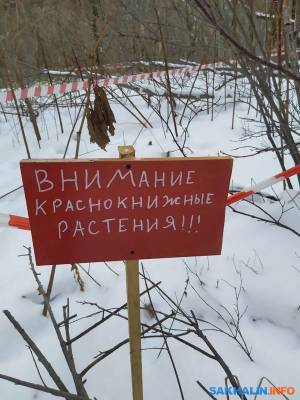 ПСО просит ботаников из Санкт-Петербурга убрать с дороги лилию Глена
