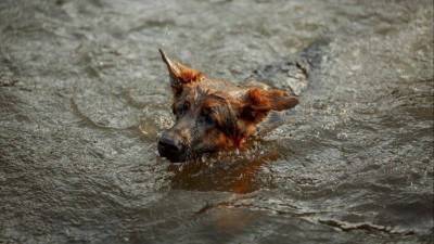 Пример человечности: белгородцы спасли тонувшую беременную собаку видео