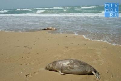Ученые выдвинули еще одну версию массовой гибели тюленей в Каспийском море