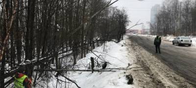 Серую ольху, склонившуюся вдоль дороги в Петрозаводске, срубят (ФОТО)