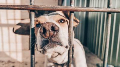 В России предложили изымать животных за жестокое обращение