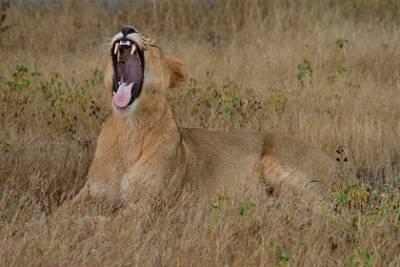 Пережившие нападение льва в Танзании туристы получат более 20 миллионов рублей