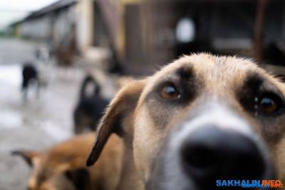 На проект приюта для 70 собак и 20 кошек дают 6,3 миллиона рублей